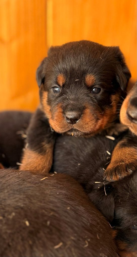 Be Disruptive - Chiot disponible  - Rottweiler