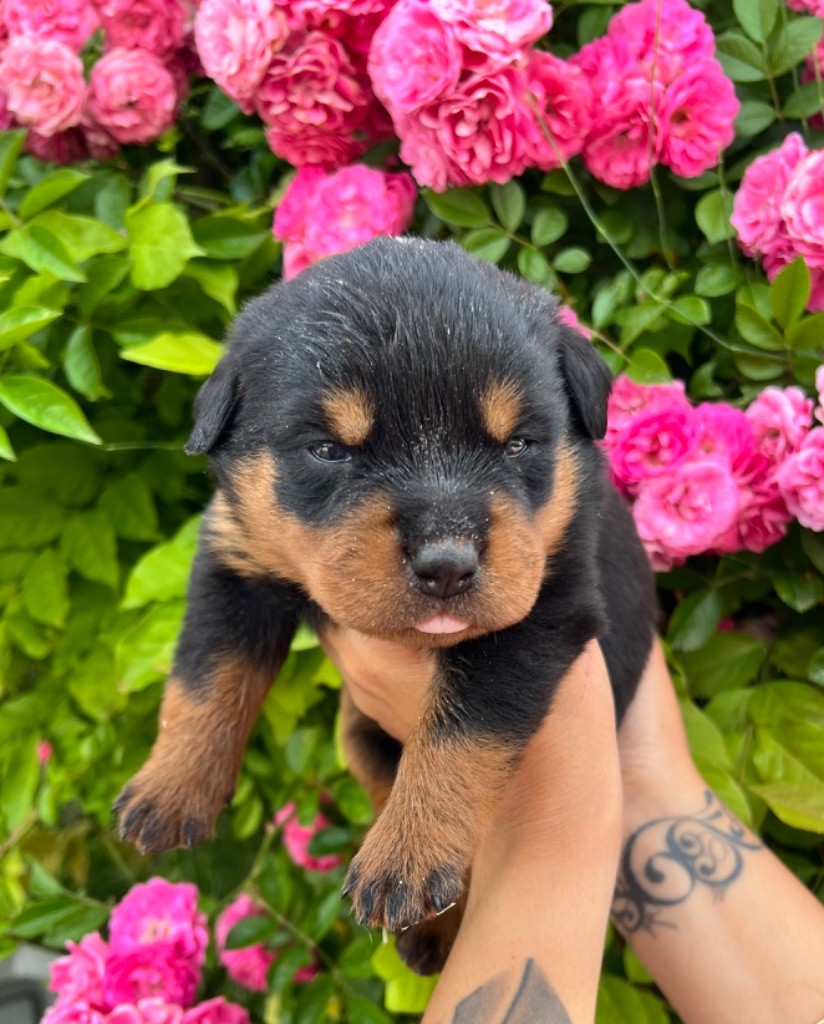 Be Disruptive - Chiot disponible  - Rottweiler