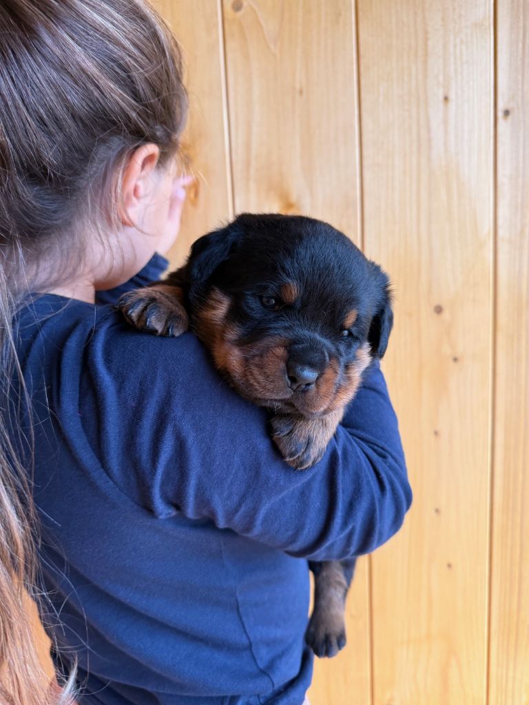 Be Disruptive - Chiot disponible  - Rottweiler