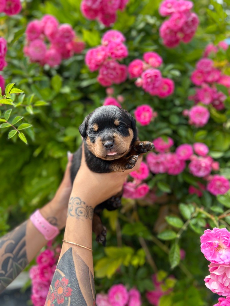 Be Disruptive - Chiot disponible  - Rottweiler