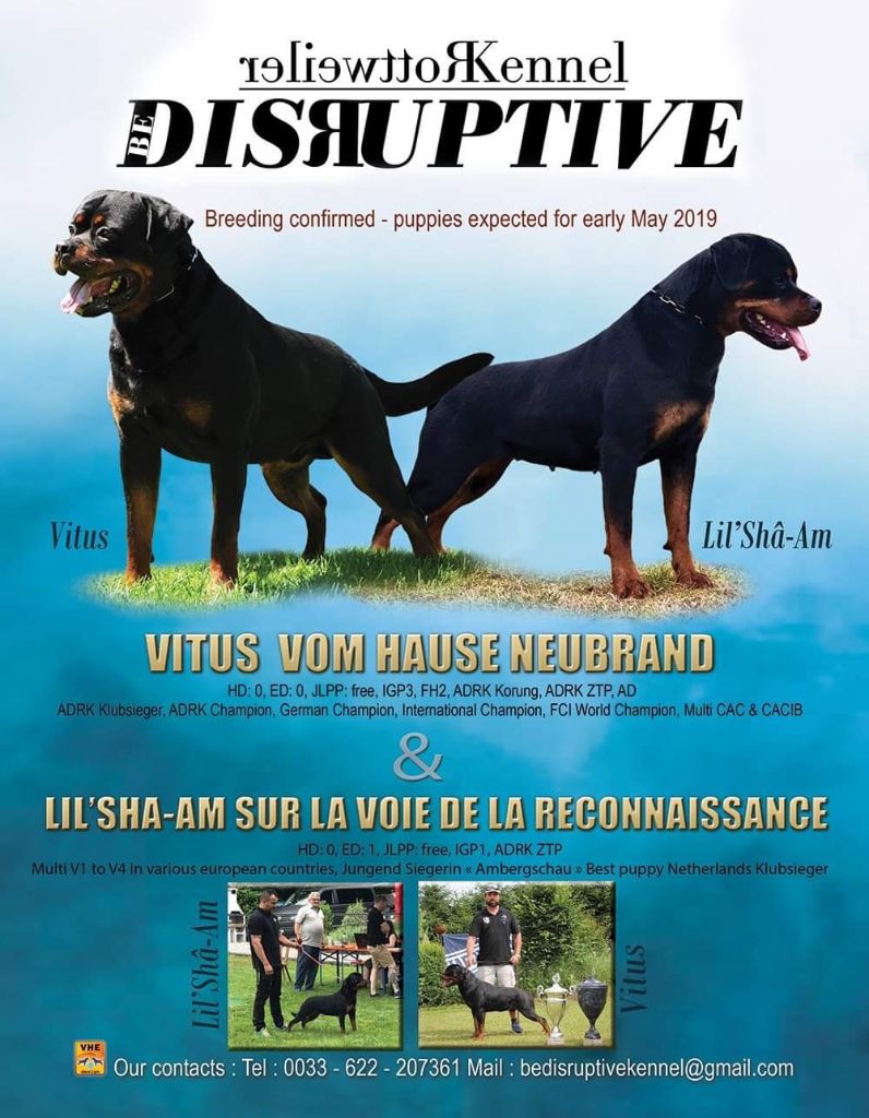 Be Disruptive - Confirmation de gestation pour Lil'Shâ-Am !
