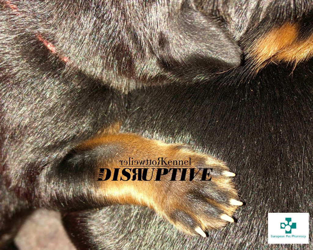 Be Disruptive - Les chiots sont nés!