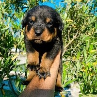 CHIOT